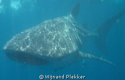 Whaleshark snorkeling. by Wijnand Plekker 